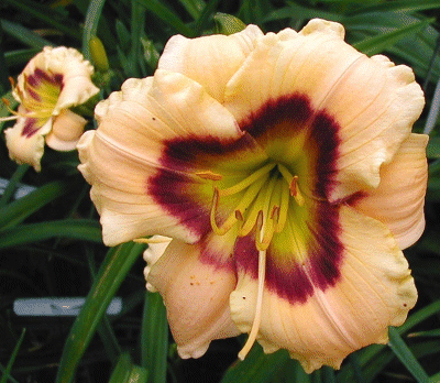 Photo of SENECA PRINCESS